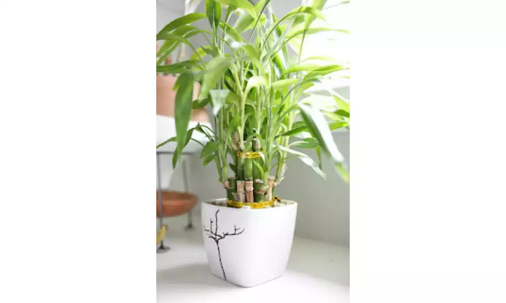 Lucky bamboo